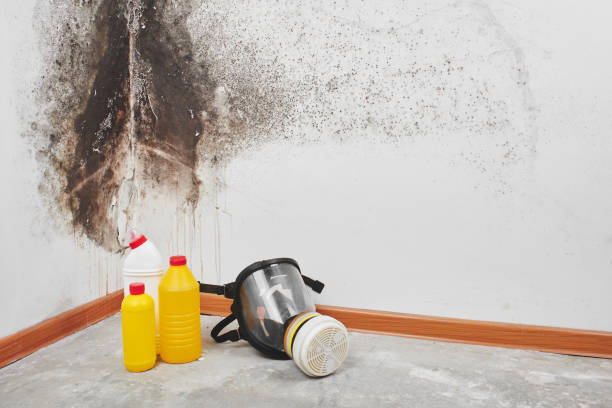 Best Toxic Mold Removal  in Cameron, TX