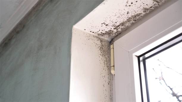 Best Mold Inspection  in Cameron, TX