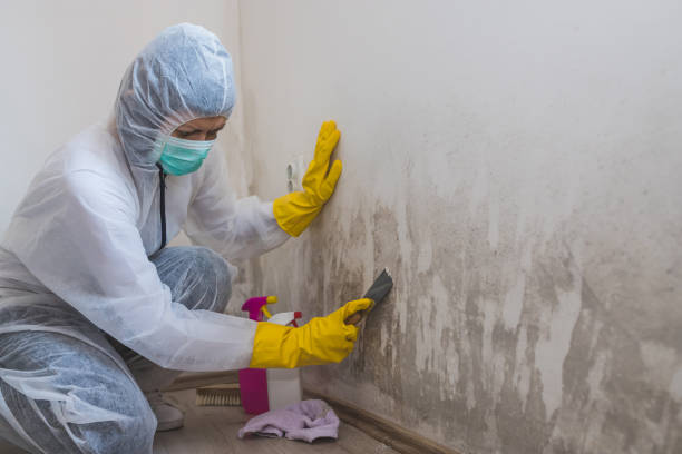 Best Commercial Mold Removal  in Cameron, TX