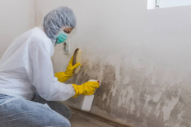 Office Mold Removal Services in Cameron, TX