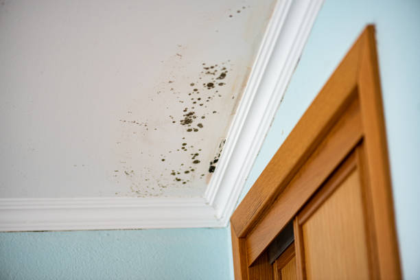 Best Home Mold Removal  in Cameron, TX