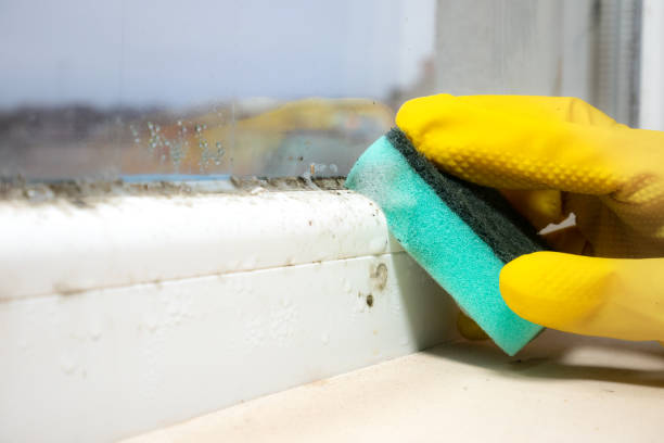Best Fast Mold Removal  in Cameron, TX