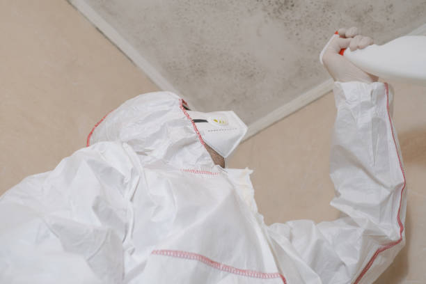 Best Attic Mold Removal  in Cameron, TX