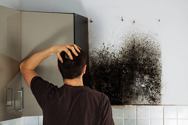 Best Black Mold Removal  in Cameron, TX