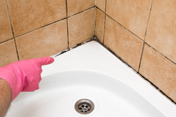 Best Toxic Mold Removal  in Cameron, TX